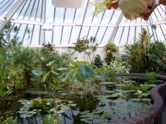 Lilies, Wellington Botanical Gardens